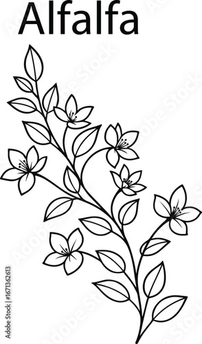 Hand Drawn Alfalfa Botanical Vector Illustration – Vintage Herbal Line Art