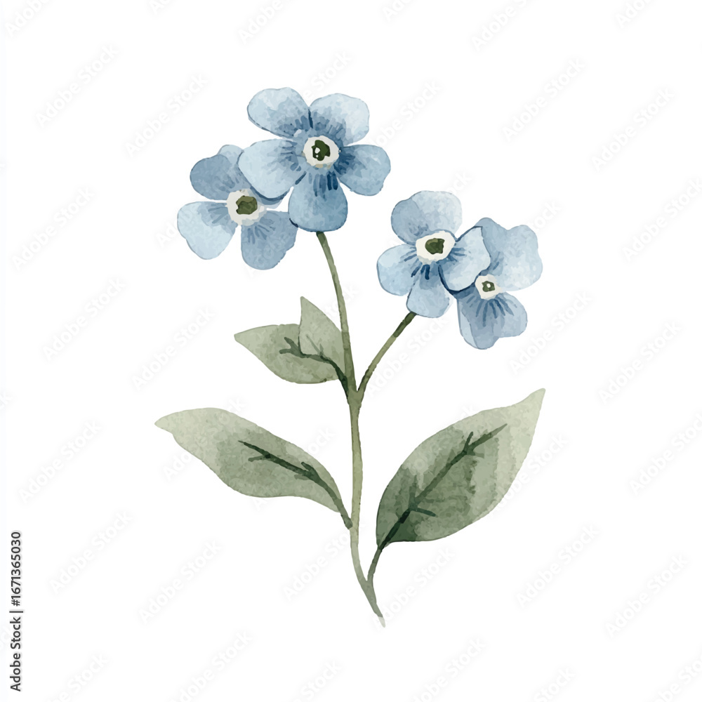 Fototapeta premium a cute Forget me not flower