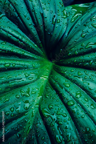 abstract tropical leaf textures on dark tone, natural green background.