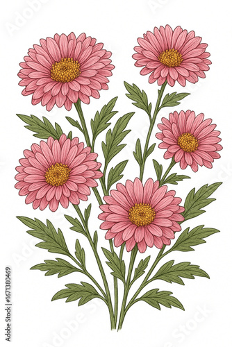 Illustration of Chinese Aster Flowers