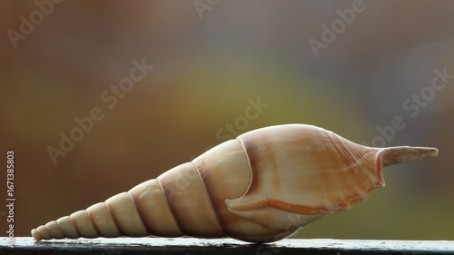 A sea snail shell against a blurred background.