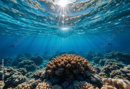 Vibrant Underwater Coral Reef in a Sunlit Ocean