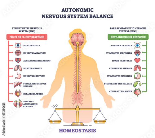 Autonomic nervous system balance shows a human outline, brain, and spinal cord, comparing sympathetic and parasympathetic responses. Outline diagram