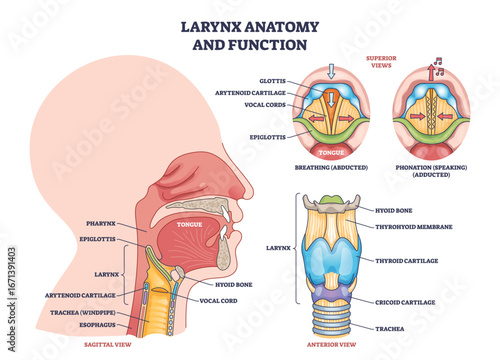 Larynx anatomy and function shows vocal cords, epiglottis, and thyroid cartilage in a clear outline diagram. Outline diagram