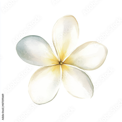 a cute Frangipani Plumeria