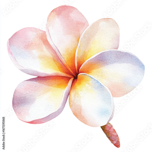 a cute Frangipani Plumeria