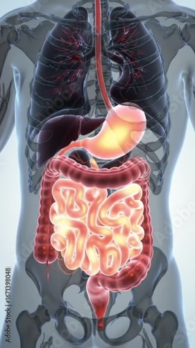 3D Human Stomach Digestion Animation | Medical Visualization