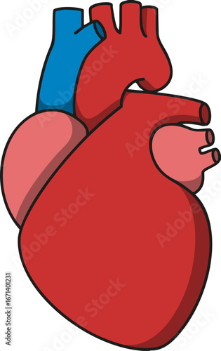 human heart anatomy