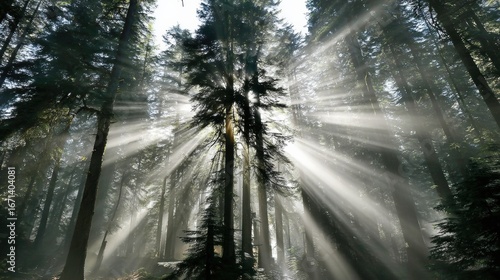 Sunlight Filters Through Tall Trees in a Dense Forest During Early Morning Hours  Creating a Magical Atmosphere Filled With Natural Beauty