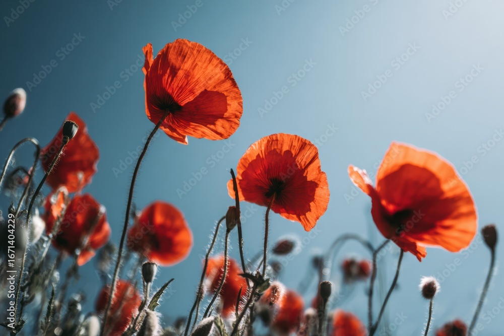 Fototapeta premium close up of red poppy flowers and buds reaching to sky with sunlight transparency concept of floral beauty nature wellness and organic branding industry