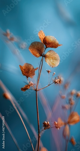 Close-up of dried, light brown leaves on a stem against a teal-toned background