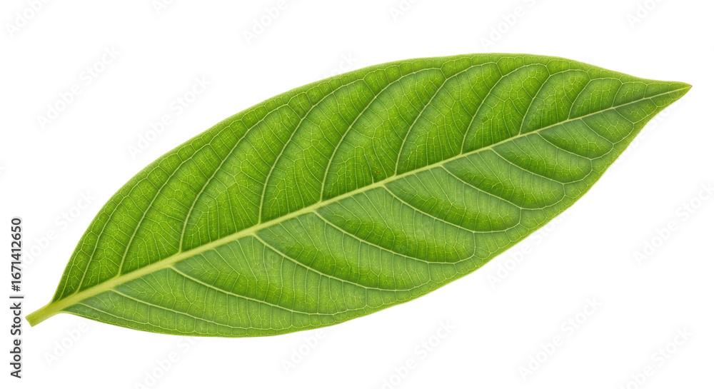 Obraz premium Isolated Green Leaf