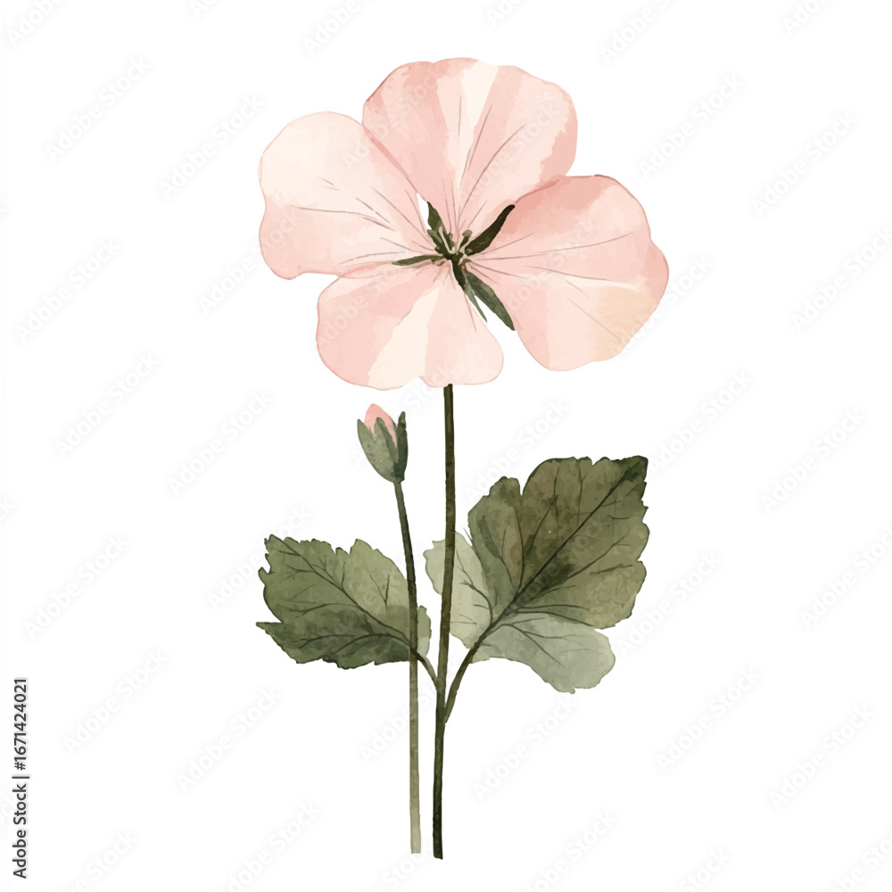 Obraz premium a cute Geranium flower