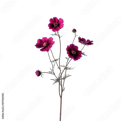 Dark pink cosmos flowers on a thin stem isolated on transparent background