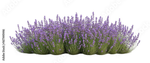 Row of purple lavender plants isolated on transparent background