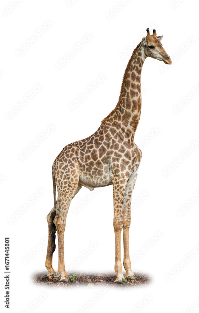 Fototapeta premium Majestic Giraffe standing tall with its long neck and patterned coat against a white background