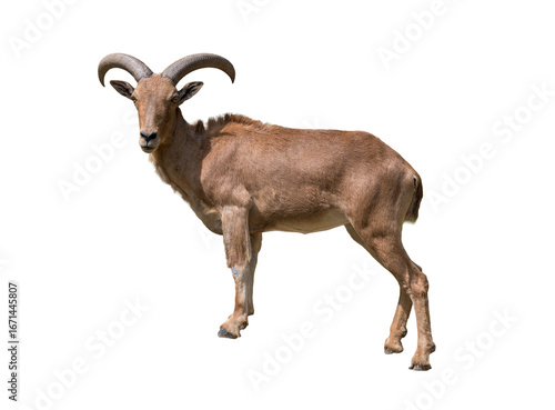 Barbary Sheep standing proudly with its curved horns, showcasing the strength and elegance of a wild mountain dweller.