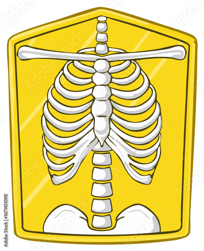 Stylized Human Skeleton Torso Rib Cage and Spine Bone Anatomy Illustration