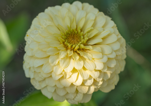 yellow flower