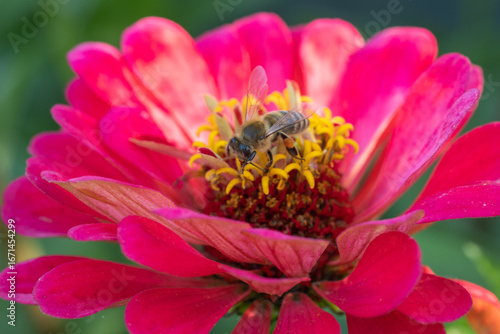 bee on a flower