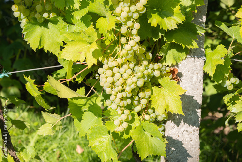 grapes on vine