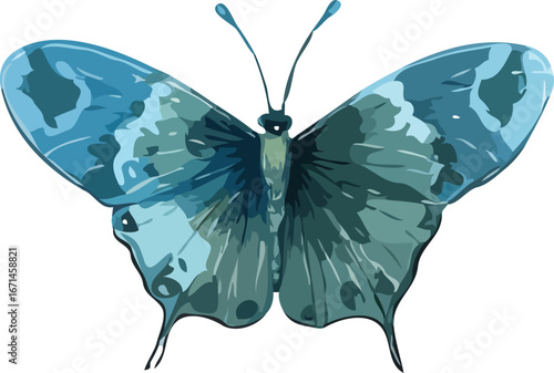 Butterfly vector illustration
