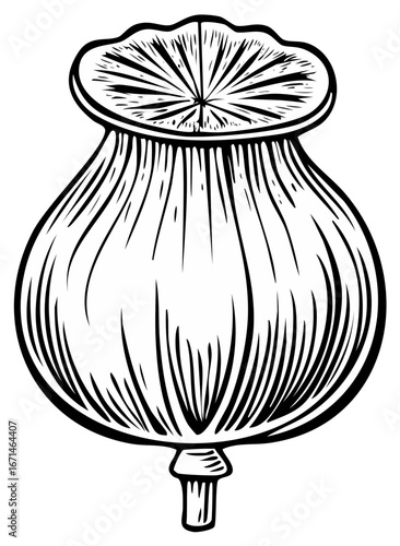 Illustration of a poppy seed pod vector image with detailed lines
