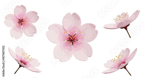Elegant single pink cherry blossom illustration isolated on a white background. A minimalist flat design of a sakura flower symbol for spring