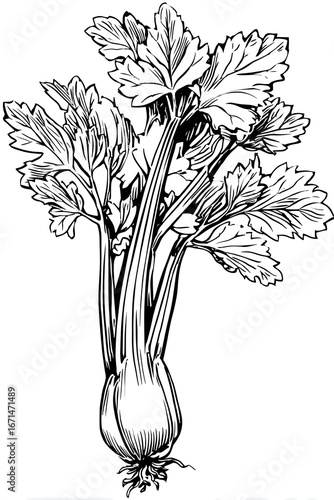 A celery stalk coloring page