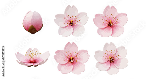 Delicate pink cherry blossom illustrations, depicting serene stages of bloom from tender bud to fully opened flowers, ideal for spring and floral designs