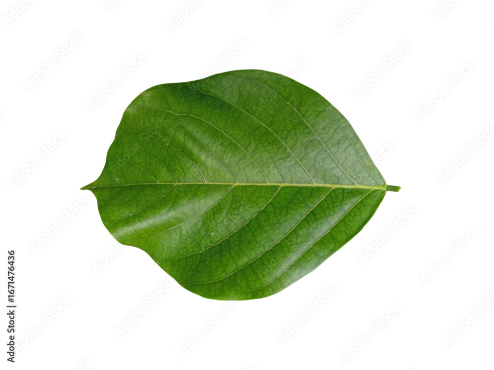 Obraz premium Top view close up green leaf isolated on white background. Green leaf white background.