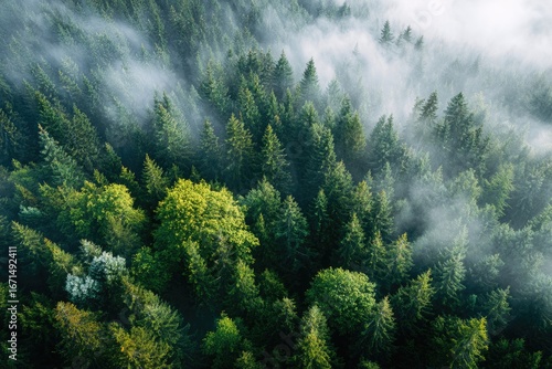 Verdant forest canopy shrouded in a misty haze. Aerial view