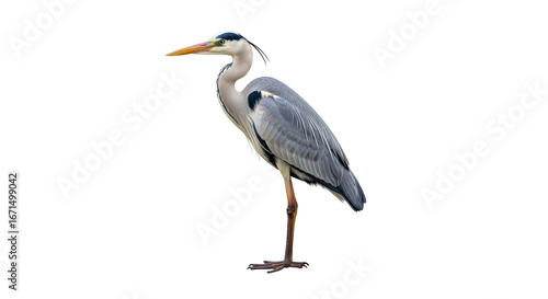 Isolated Great Blue Heron Standing