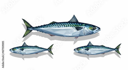 Illustration of three mackerel fish, showcasing detail and variety in size.