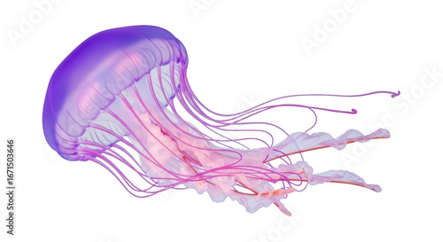 Isolated Jellyfish