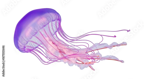 Obraz Isolated Jellyfish