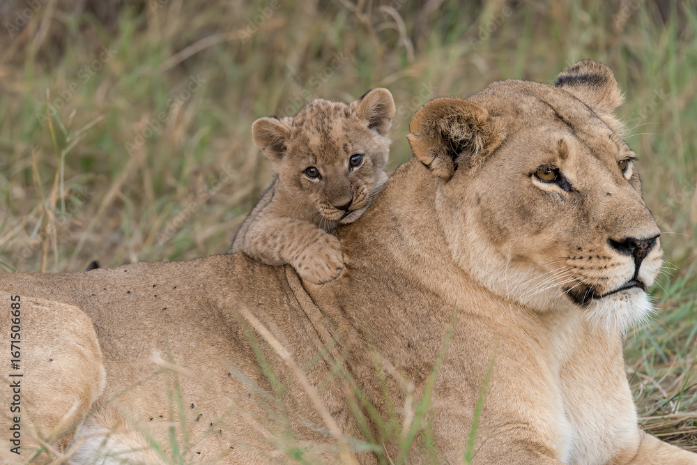 Obraz premium In the heart of Khwai, Botswana, a lion cub plays gently with its mother in 2025 – a touching moment of affection, playfulness, and the wild bonds of Africa - Animal of africa