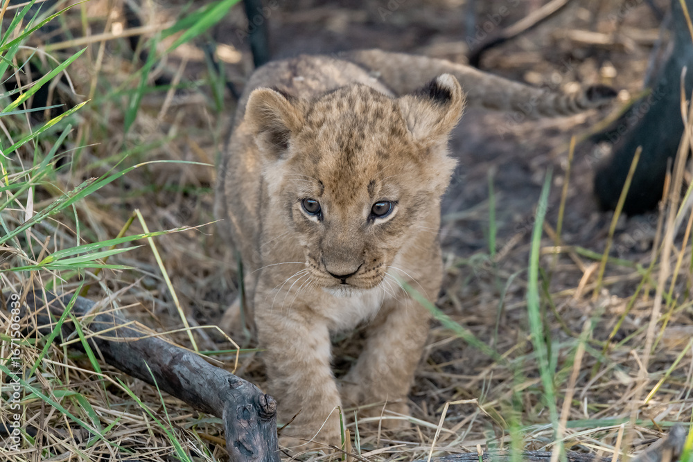 Obraz premium In the heart of Khwai, Botswana, a lion cub plays gently with its mother in 2025 – a touching moment of affection, playfulness, and the wild bonds of Africa - Animal of africa