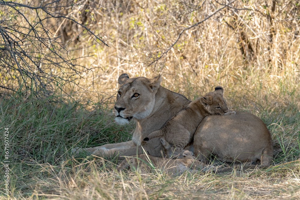 Obraz premium In the heart of Khwai, Botswana, a lion cub plays gently with its mother in 2025 – a touching moment of affection, playfulness, and the wild bonds of Africa - Animal of africa