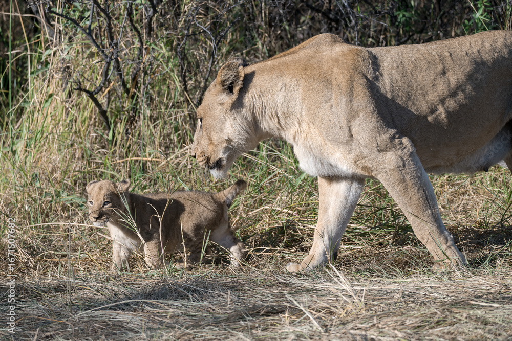 Fototapeta premium In the heart of Khwai, Botswana, a lion cub plays gently with its mother in 2025 – a touching moment of affection, playfulness, and the wild bonds of Africa - Animal of africa