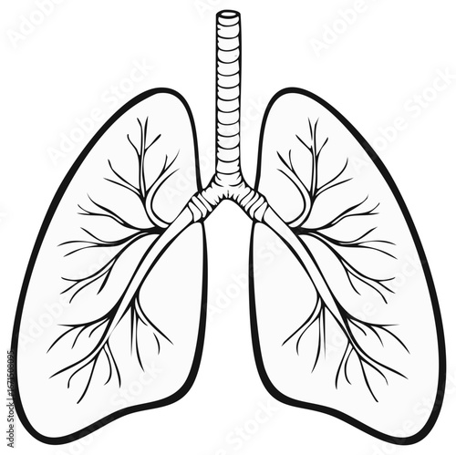 Human lung anatomy outline illustration for medical and educational uses.