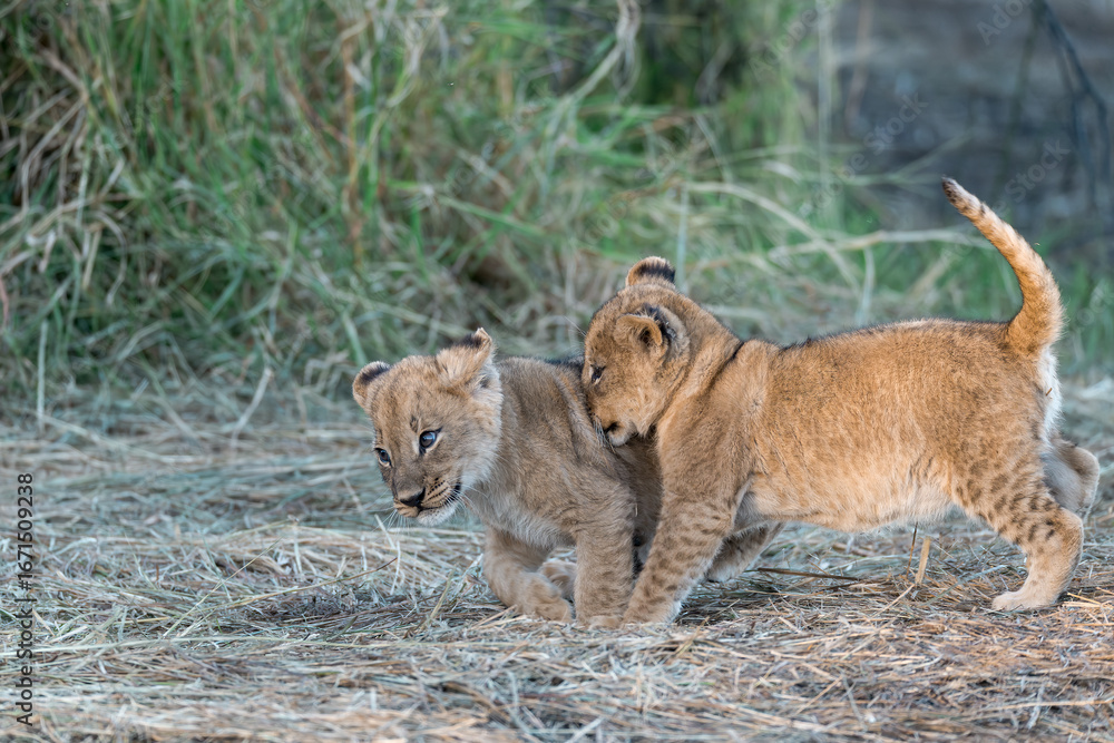 Fototapeta premium In the heart of Khwai, Botswana, a lion cub plays gently with its mother in 2025 – a touching moment of affection, playfulness, and the wild bonds of Africa - Animal of africa