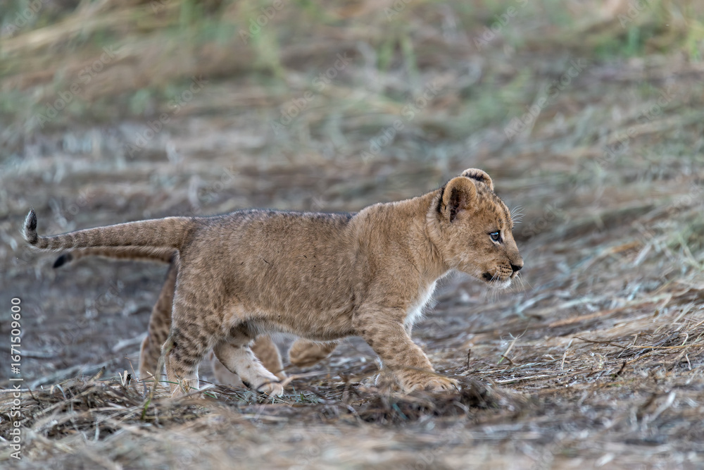 Naklejka premium In the heart of Khwai, Botswana, a lion cub plays gently with its mother in 2025 – a touching moment of affection, playfulness, and the wild bonds of Africa - Animal of africa