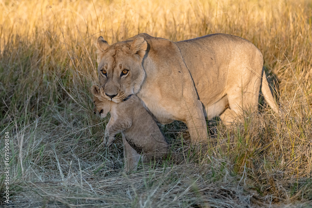 Obraz premium In the heart of Khwai, Botswana, a lion cub plays gently with its mother in 2025 – a touching moment of affection, playfulness, and the wild bonds of Africa - Animal of africa