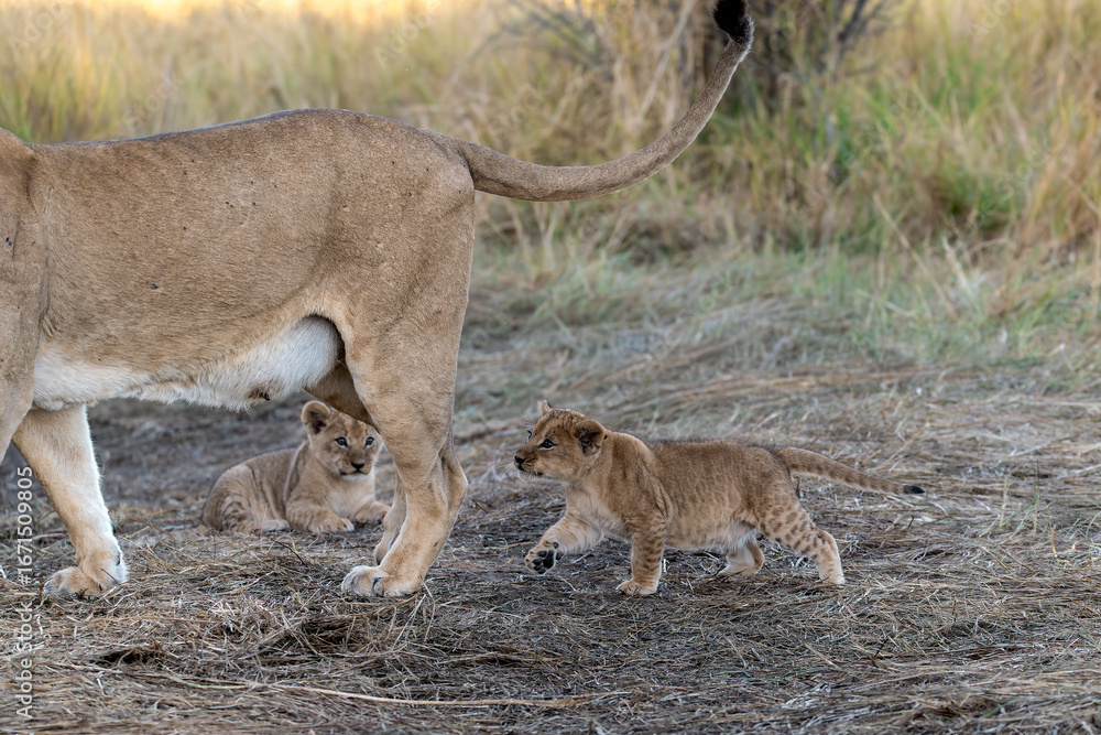 Fototapeta premium In the heart of Khwai, Botswana, a lion cub plays gently with its mother in 2025 – a touching moment of affection, playfulness, and the wild bonds of Africa - Animal of africa