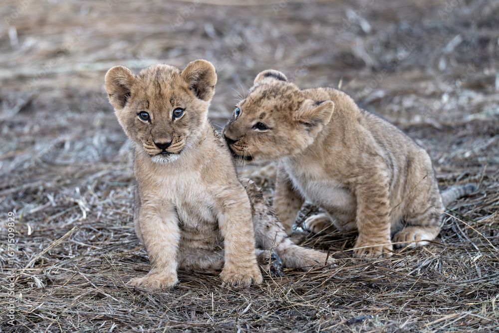 Obraz premium In the heart of Khwai, Botswana, a lion cub plays gently with its mother in 2025 – a touching moment of affection, playfulness, and the wild bonds of Africa - Animal of africa