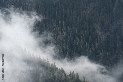 Misty morning in a pine forest with dense fog among tall trees. Atmospheric high-resolution photo capturing nature, wilderness, and tranquil landscape