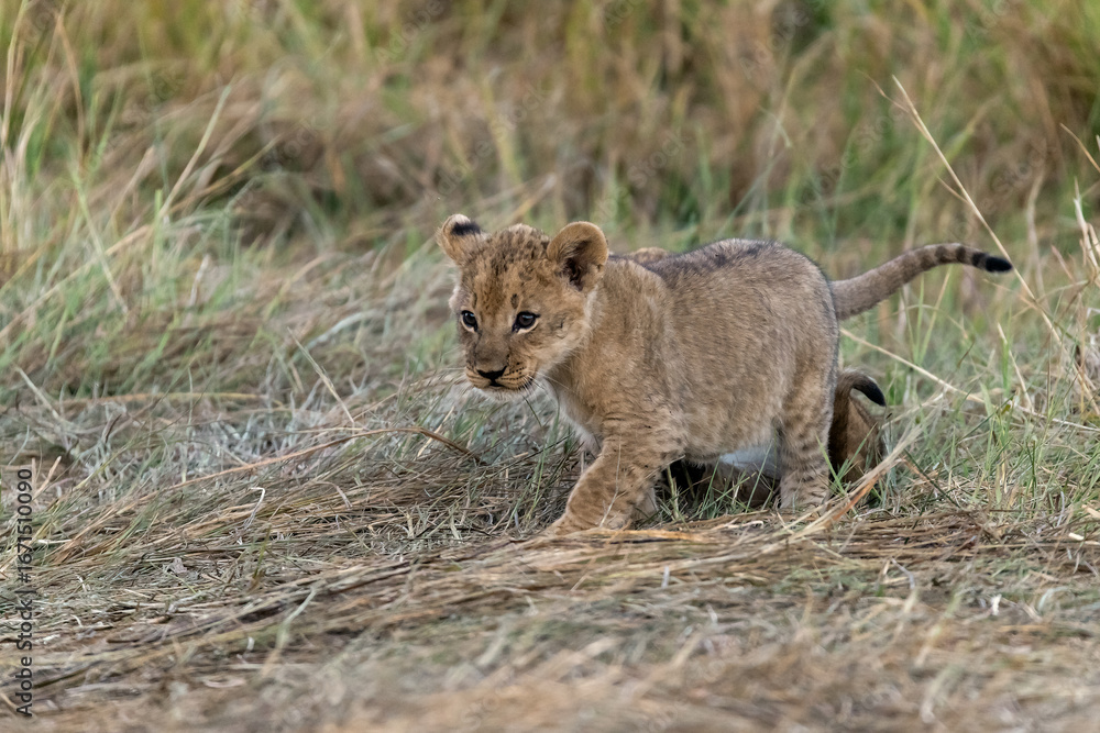 Fototapeta premium In the heart of Khwai, Botswana, a lion cub plays gently with its mother in 2025 – a touching moment of affection, playfulness, and the wild bonds of Africa - Animal of africa