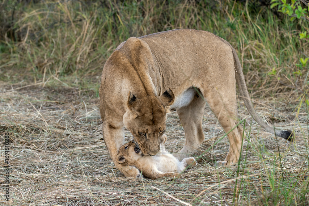Fototapeta premium In the heart of Khwai, Botswana, a lion cub plays gently with its mother in 2025 – a touching moment of affection, playfulness, and the wild bonds of Africa - Animal of africa