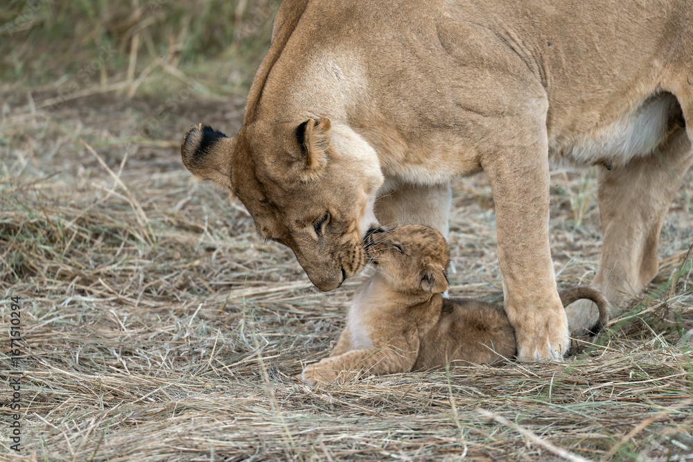 Fototapeta premium In the heart of Khwai, Botswana, a lion cub plays gently with its mother in 2025 – a touching moment of affection, playfulness, and the wild bonds of Africa - Animal of africa